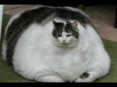 English Meaning: fat
Etymology: adeps, adipis "fat"
Derivatives:adipose