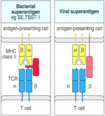 Superantigens directly bind to the outer surface of specific MHC II molecules (without antigen processing) and the Vβ region of the T cell receptor (irrespective of the Vα chain). 

This induces massive production of cytokines and functionally...