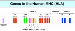 Heat shock proteins
Cytokines (eg: TNF)
Gene products involved in antigen processing:
- TAP
- LMP
- tapasin
- DM