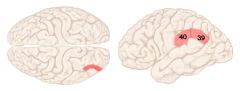 40 and 39 
(39 in angular gyrus)