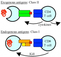 Exogenous antigens are endocytosed and presented on Class II molecules to be recognized by CD4+ T cells, which will activate macrophages to destroy the intracellular microorganisms
