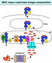 1. virus replicates
2. cytoplasmic viral protein is degraded by proteasome 
3. TAP1/2 transport degraded peptides into the ER
4. peptide in ER binds to new MHC I molecules, helped by
- calnexin, tapasin, and calreticulin (chaperones)
- ERp57 ...