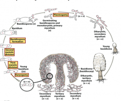 - Diplontisk livscykel
- Dikaryotisk fas dominerar.
- Två haploida primärmycel av olika könstyp sammansmälter & bildar ett Dikarytiskt Sekundärmycel. På sekundärmycelet bildas vanligtvis Söljor.
- Dikaryotiska mycelet tillväxer & ökar i...