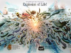 ~540 MYA 
(Paleozoic), first major event in the Paleozoic Era, huge rise in diversity and size of life on Earth, 80% of major groups of modern organisms found, shelled creatures for first time