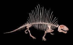 (Paleozoic) first amphibians diversify, some into first reptiles, which are first mammal ancestors (you can tell by the way their legs are splayed to the side, think about how a dog walks)