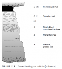 Graded beds display progressive fining of clast/grain size from the base to the top (Figure 2.2), and are a consequence of deposition
from turbidity flows.
