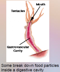 22. Digestive enzymes help break down [FOOD] particles.