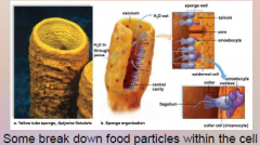 22. Digestive enzymes help break down ____ particles.
