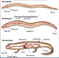 23. [DIGESTIVE] systems are specialized with a separate mouth and anus.