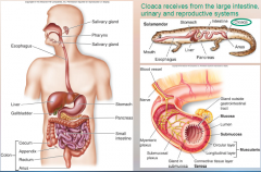 29. [CLOACA] receives from the large intestine, urinary and reproductive systems.