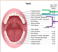 31. Different teeth have different functions: central and lateral [INCISOR] is for nipping and biting.