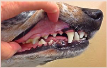 32. Different teeth have different functions: [CANINE] (cuspid) is for tearing.