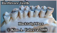 33. Different teeth have different functions: first and second premolar (bicuspid) and first, second and third molar is for [GRINDING] and [CRUSHING].