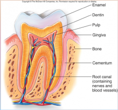 36. Each tooth is an [ORGAN].
