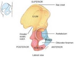 An angle in the pelvic bone