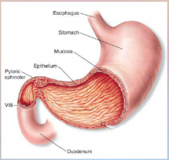 61. Water from chyme and a few substances such as aspirin and alcohol are absorbed through the [WALL] of the stomach.