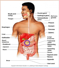63. In the small intestine, [DIGESTION] is completed for carbohydrates, fats and proteins (into glucose, fatty acids and amino acids) and [ABSORPTION] of the smaller molecules occurs through the small intestinal wall.