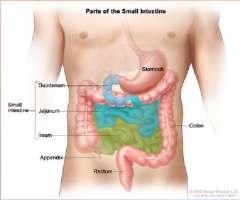 65. Secretions from the pancreas and liver (bile [SALTS]) empty into the duodenum (first 25 cm or 4% of the small intestine).