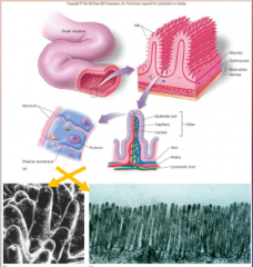 69. The small intestine is convoluted with many villi that have microvilli to [INCREASE] surface area for absorption.