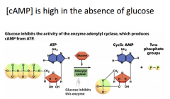 It's regulated through action of cyclic AMP. The concentration of camp is going to be high when you don't have any glucose. Here we see glucose inhibits enzyme that makes CAMP. There will be an inverse relationship between glucose and camp levels.