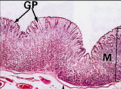 - Simple columnar epithelium
- Generate a thick mucous (visible) covering that traps bicarbonate ions (alkaline) and protects the mucosa from the low pH in stomach
- Soluble mucous also acts as a lubricant
- Invaginates into the lamina propria ...