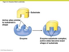 

An enzyme's active site is generally complementary to the shape of its substrate, but a perfect fit between them does not occur until the substrate and enzyme bind to form a complex.