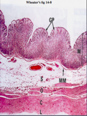 Three layers of smooth muscle (O, C, L):
- Circular and longitudinal always present
- Oblique fibers may also be present