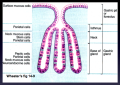 - Tubular columns of epithelial cells
- 1-7 gastric glands open into each gastric pit
