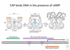 It does so through binding it and changing the ability of CAP to bind DNA. CAP requires the presence of camp to bind DNA. CAMP bound to CAP changes the shape of CAP and allows it to bind to DNA.