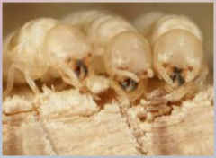 83. Some insects (termites and cockroaches) and a few herbivores need cellulose as their [NUTRITIONAL] requirement.