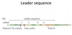 Zoomed in to leader sequence