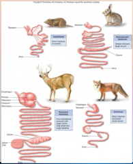 89. Other herbivores use microorganisms in the cecum to digest [CELLULOSE] (rodents, horses and rabbits).
