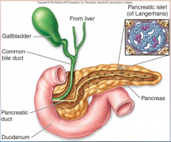 93. Pancreas – large gland situated near the junction of the stomach and [SMALL] intestine.