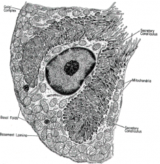 Secretory Canaliculus  (can almost encircle the nucleus)