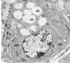 - Zymogen secretory granules (ZG) at apical end, which contain proenzymes 
- Basal nucleus
