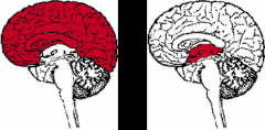 1. telencephalon (cerebral hemispheres)
2. diencephalon