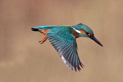 Definition: a legendary bird identified with the kingfisher 
Synonym: balmy, quiet, still 
Antonym: loud, noisy, obnoxious