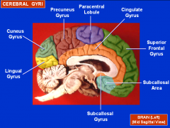 B/e the paracentral lobule and the parieto-occipital sulcus