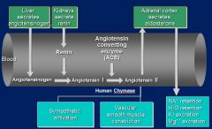 Liver secretes angiotensinogen in blood. 
Kidneys release Renin that converts Angiotensinogen -->  Angiotensin I. 
Then ACE converts Angiotensin I --> angiotensin II 

Angiotensin II: increases BP
1) Potent vasoconstrictor
2) Affects barorec...