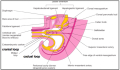 - Cranial Loop
- Caudal Loop