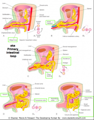 - The midgut loop retracts into the body cavity (out of the umbilicus)
- Cranial limb retracts before the caudal limb
- Midgut undergoes another 180 degree rotation counterclockwise around the axis of the SMA