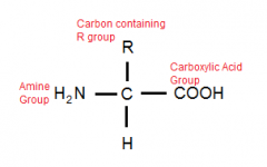 Carbon, with an attached Carboxylic Acid (-COOH-), an Amine Group (-NH2), one Hydrogen and a Carbon Containing R group which differs between different amino acids.