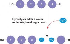 Catabolic Reaction where water breaks covalent bonds