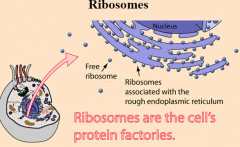 Ribosomes make proteins for use in the cell and for export. If the nucleus is the cells command center, then the ribosomes are the cellular components that use instructions from the nucleus, written in mRNA, to build proteins.


 


In eukar...