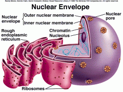 A double membrane that encloses the nucleus, perforated with pores that regulate traffic with the cytoplasm. 