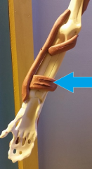 *Pronates forearm 

Origin: ulna (distal end) 
Insertion: radius (distal) 