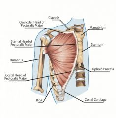 Nerve: Lateral Pectoral
Roots: C5-C6
Trunk: Upper trunk
Cord: Lateral Cord
Action: Shoulder flexion, adduction, internal rotation
Test: This muscle has multiple actions. Have the patient flex the shoulder (i.e. throw a side-arm pitch), adduct the ...