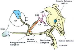The autonomic innervation of the nose is derived from the pterygopalatine/sphenopalatine ganglion

Preganglionic fibers of the nose are originate from the superior salivatory nucleus in the medulla oblongata --> CN VII --> ggreater superficial p...
