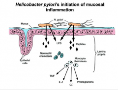 Mucus layer over the gastric epithelium. 