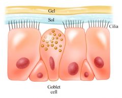 Two layers: gel and sol phase

Gel phase: superficial layer, produced by goblet and submucosal glands; traps particulate matter

Sol phase: deep layer, produced by microvilli; provides fluid that facilitates ciliary movement

Other component...